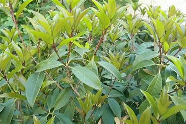 桂花怎么施肥