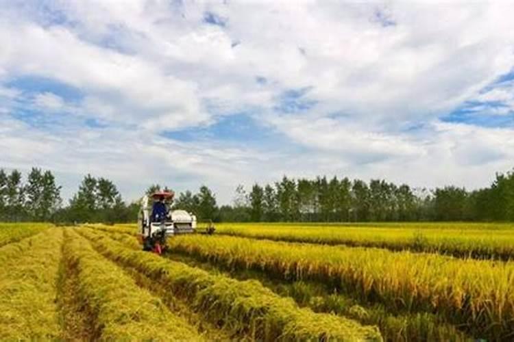 芸苔素那个厂家的质量好