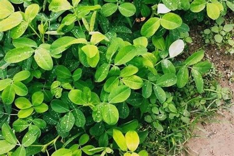 芸豆开花期能浇水吗,怎么浇