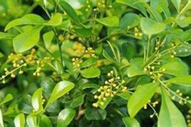 米兰花的开花期施肥