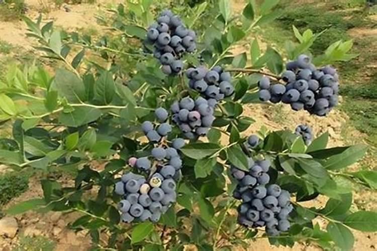 种蓝莓用什么肥料好