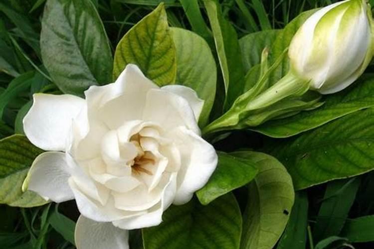 栀子花的养殖有哪些技巧与方法？怎么养叶子不发黄？