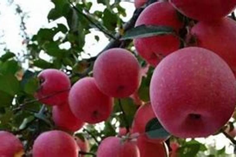 苹果树底肥放什么肥好(底肥施用方法)