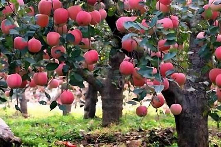 苹果座果太多树叶不大怎么施肥