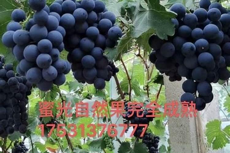 秦皇岛红酒品牌