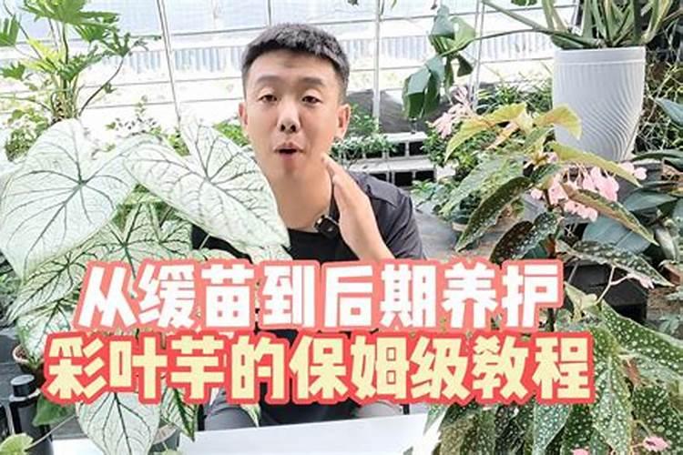 喜阴的室内植物花卉有哪些(最耐阴的十大室内花)