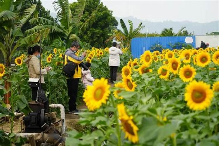 葵花什么时候上硼肥