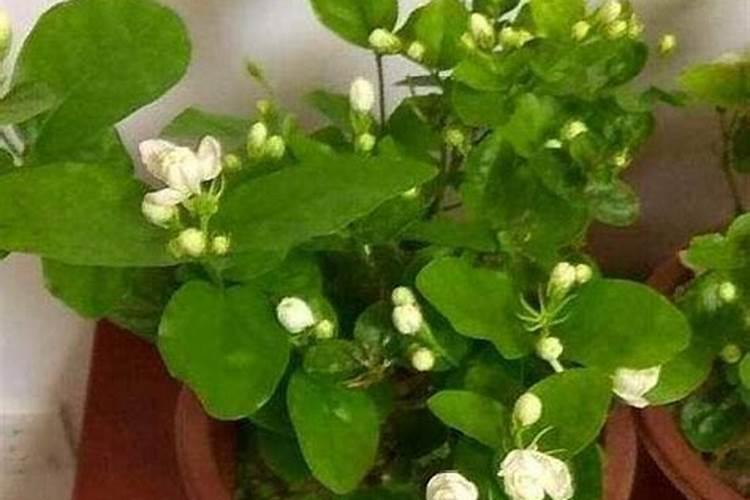 虎头茉莉如何繁殖
