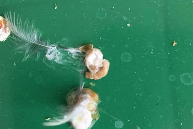 珍珠鸟正常鸟粪是什么样子的？
