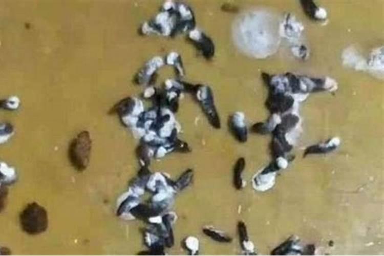 养珍珠鸟对人的危害