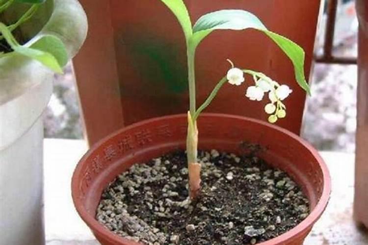 适合卧室养的花有哪些？