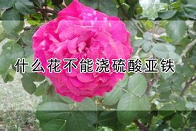 硫酸亚铁适合浇什么花