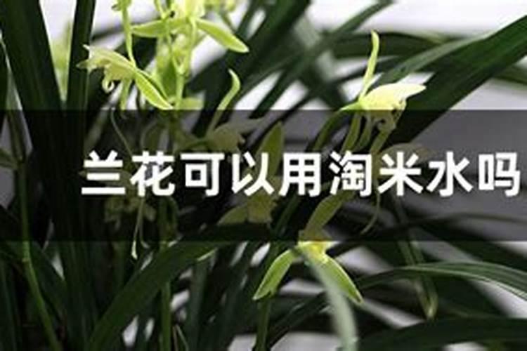 兰花施肥用什么肥料兰花施肥一般用什么肥料