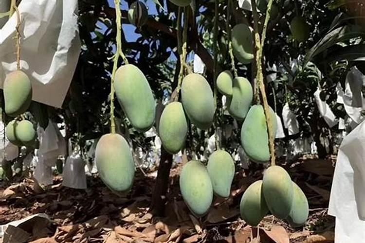 一仟的海拨合适种值那种芒果树？