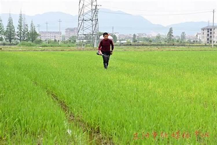 当出现氮肥适用过多该怎么办呢？如何解决水稻氮肥施用过多呢？