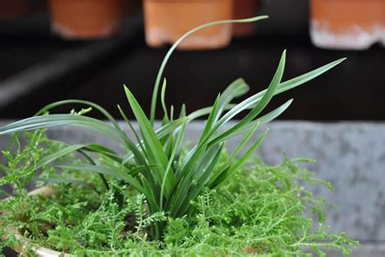什么肥料对兰花发芽生根开花最好