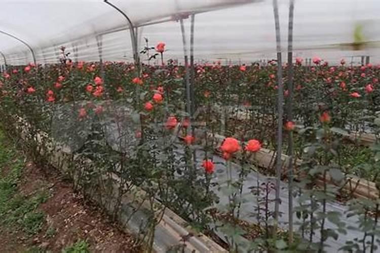 玫瑰花多久施一次肥,要施什么肥料