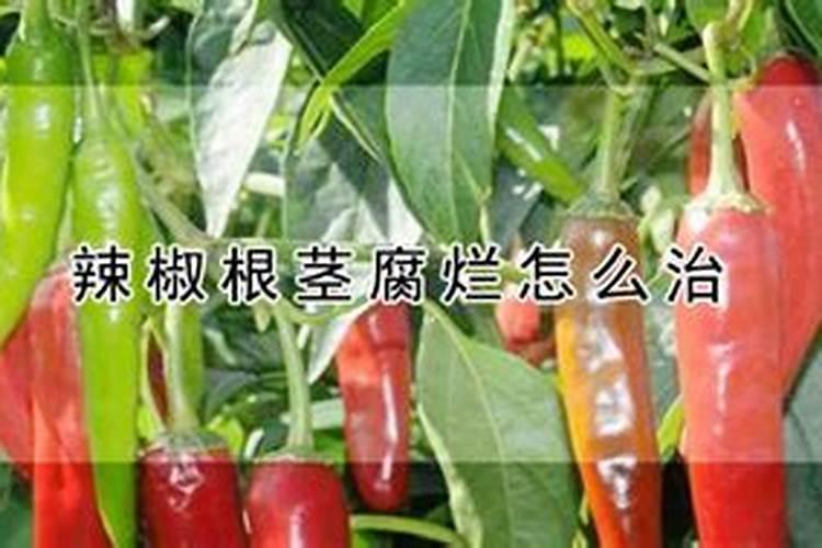 辣椒苗期发生叶面肥害有哪些表现？发生肥害后怎么办？