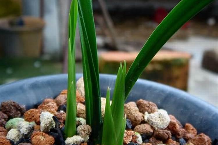 兰花发芽期的管理方法(浇水、施肥方法详解)