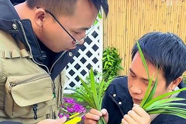 兰花不开花用什么肥料催花