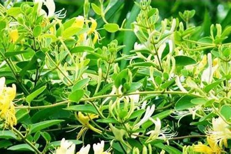 金银花施什么肥最好