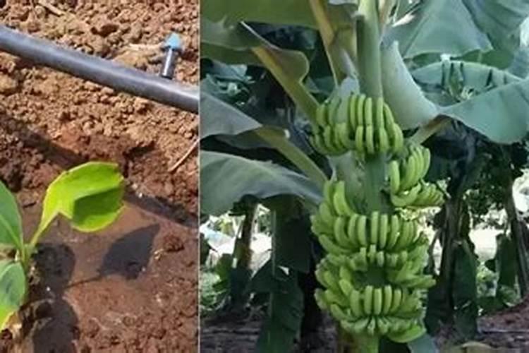 种香蕉用什么肥料好 又省钱(香蕉中果期用什么肥料好)