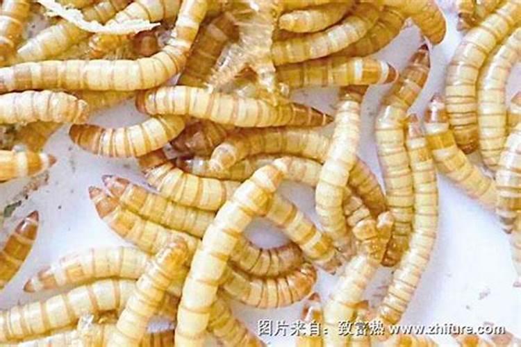 黄粉虫粪便作肥料,地里会生虫子吗？