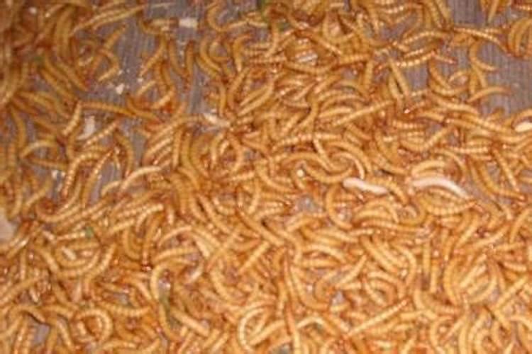 黄粉虫粪沙有什么用途