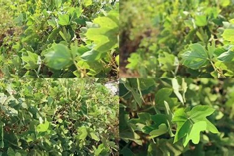 种植葛根该如何施肥灌水？