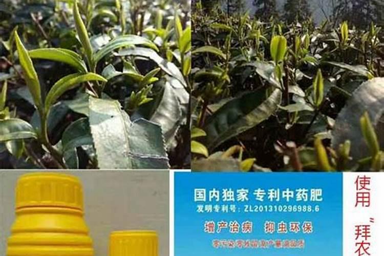 茶花开花期间施什么肥最好
