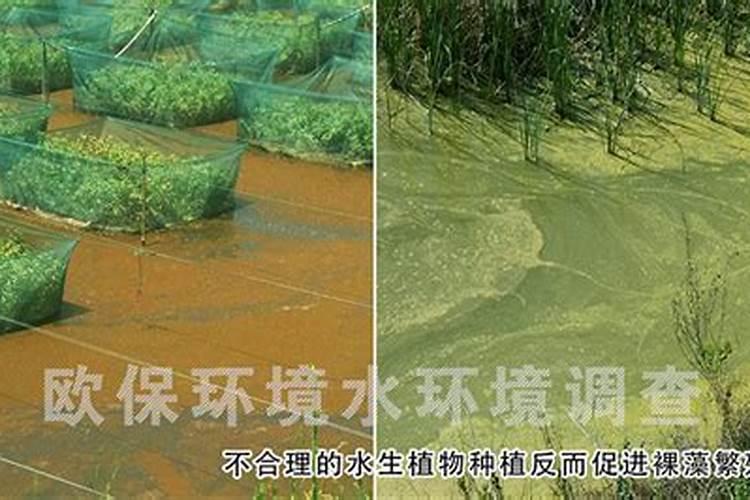 兰花春天什么时候施肥