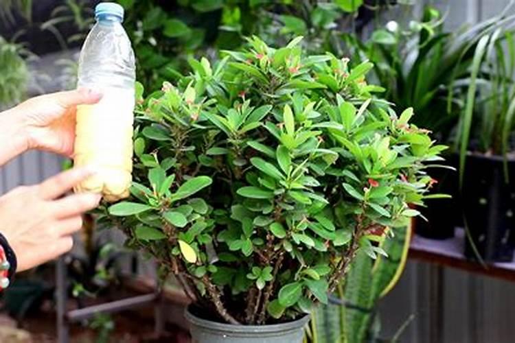 桂花树可以天天浇水吗？