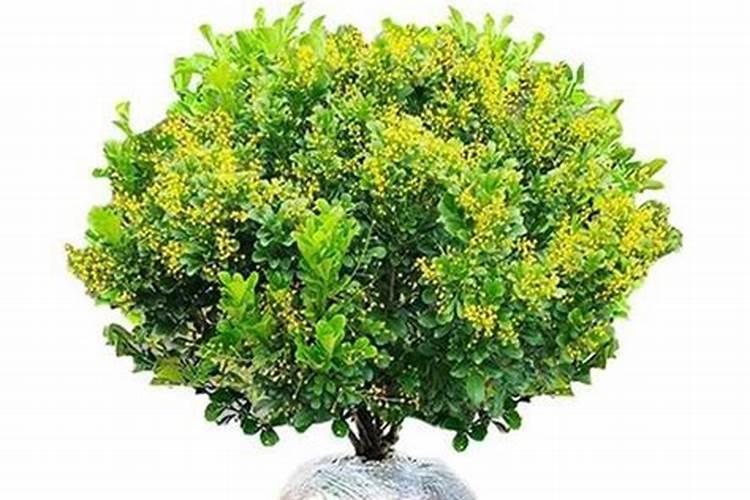 米兰花的养殖方法