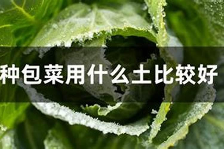 小青菜的营养价值及功效与作用