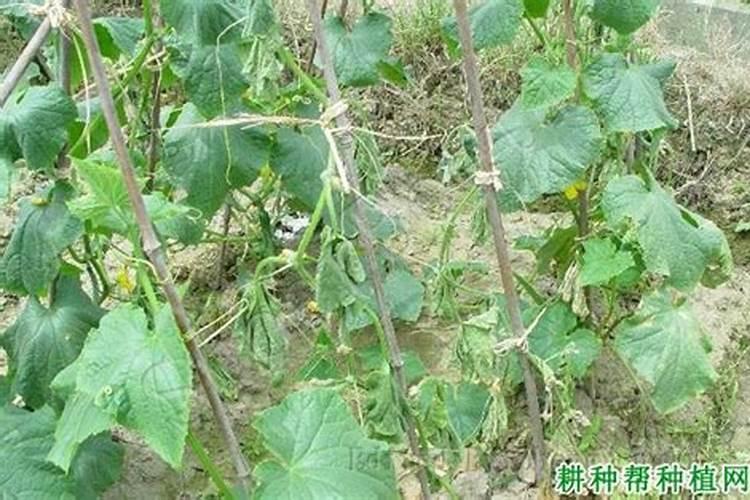 黄瓜叶片如何变绿变厚？