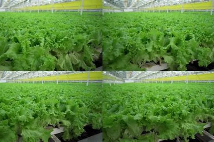 意大利生菜种植方法