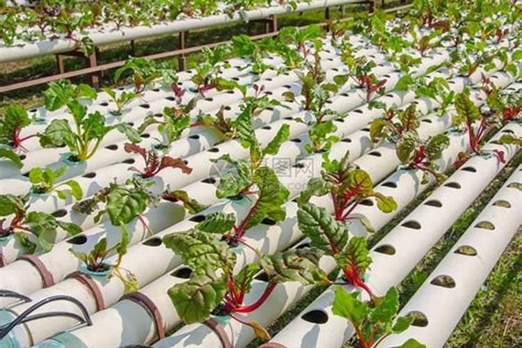 无土栽培水培生菜怎么移栽？