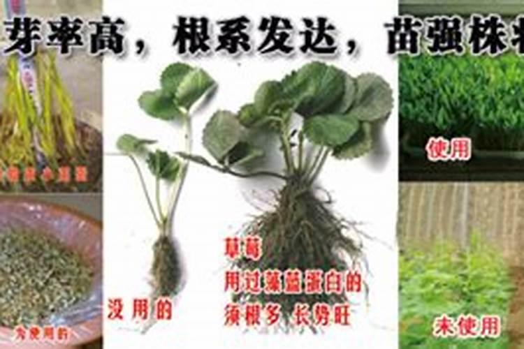 辣椒怎么管理增产