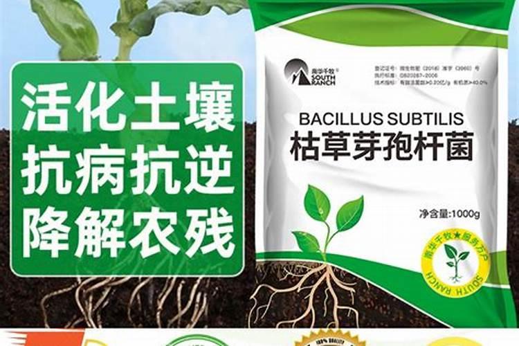 老果农妙用“枯草芽孢杆菌”,加进水溶肥里,效果会怎么样？