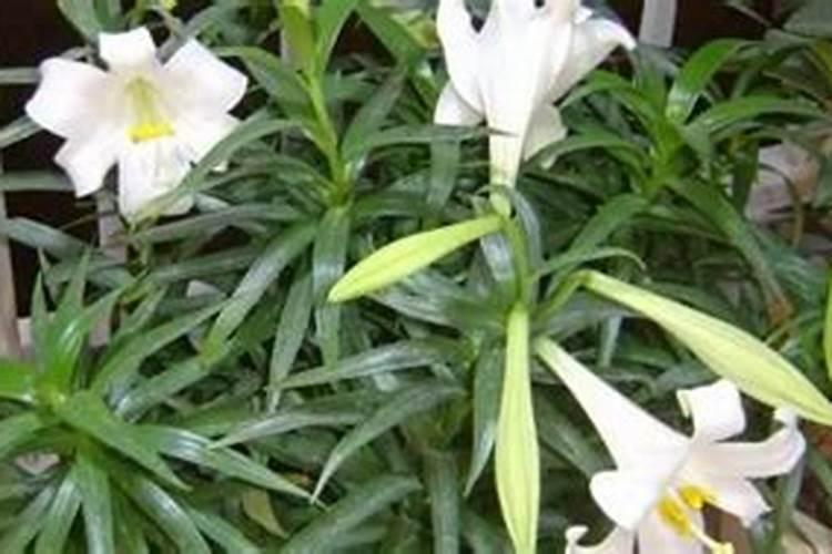 盆栽百合花施什么肥好,百合花怎么施肥/施用氮肥
