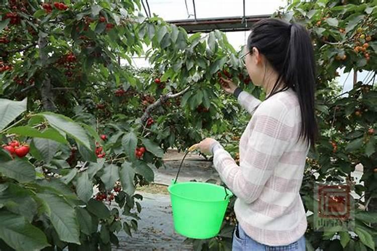 问问树木如何施肥？谁了解
