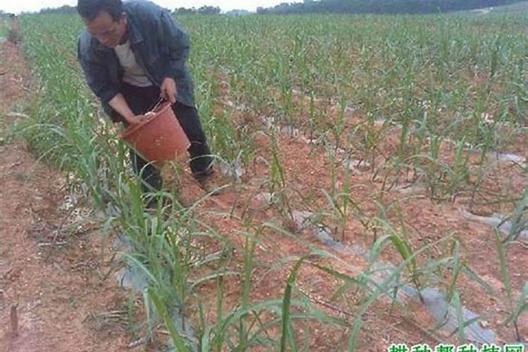 种植甘蔗可以用什么肥料？