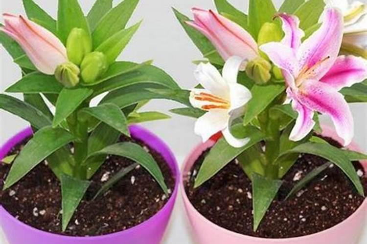 百合花怎么养？