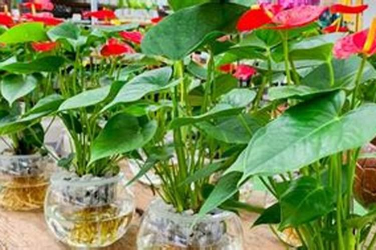 红掌的催花方法 水培红掌不开花怎么办