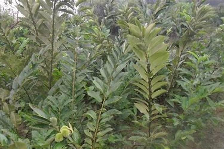 板栗苗的高产栽培技术,这样的苗圃才能赚钱!