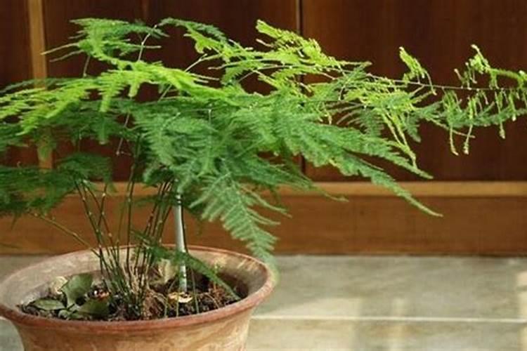 猕猴桃膨大期,施什么肥？