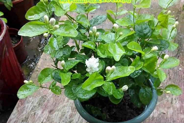 茉莉花施什么肥开花多