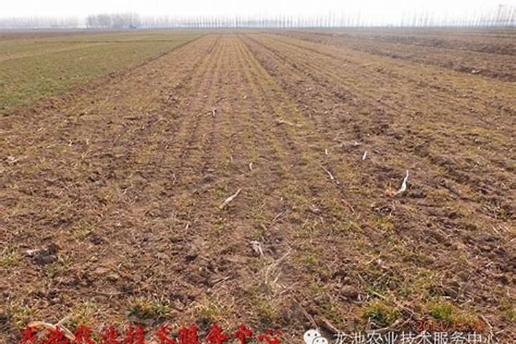 小麦遭受倒春寒冻害怎样补救