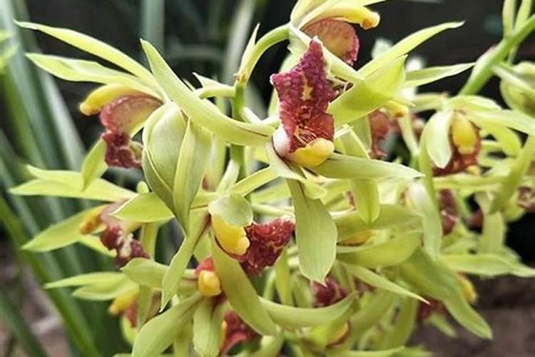 什么肥料对兰花发芽生根开花最好