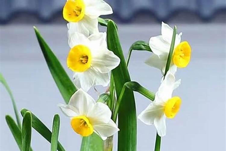 水仙花施肥方法